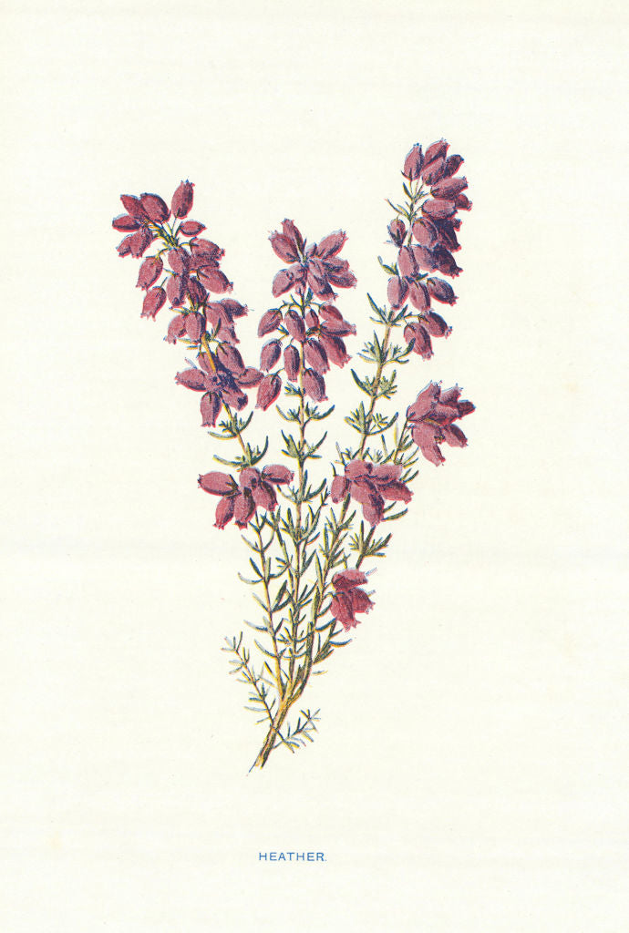 Heather. Wild Flowers by Frederick Edward Hulme c1895 old antique print